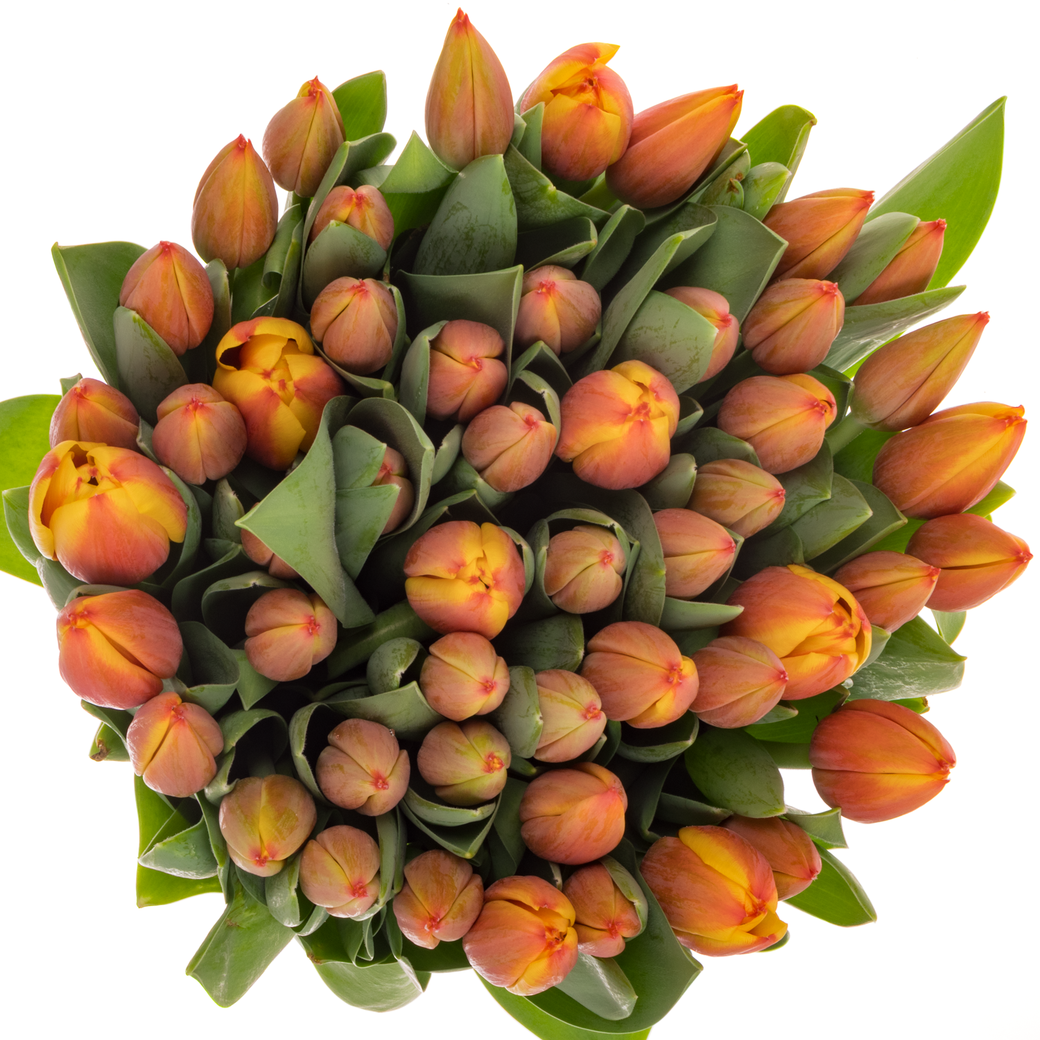 Tulpe orange/gelb Royal Ad Rem 40 Gramm