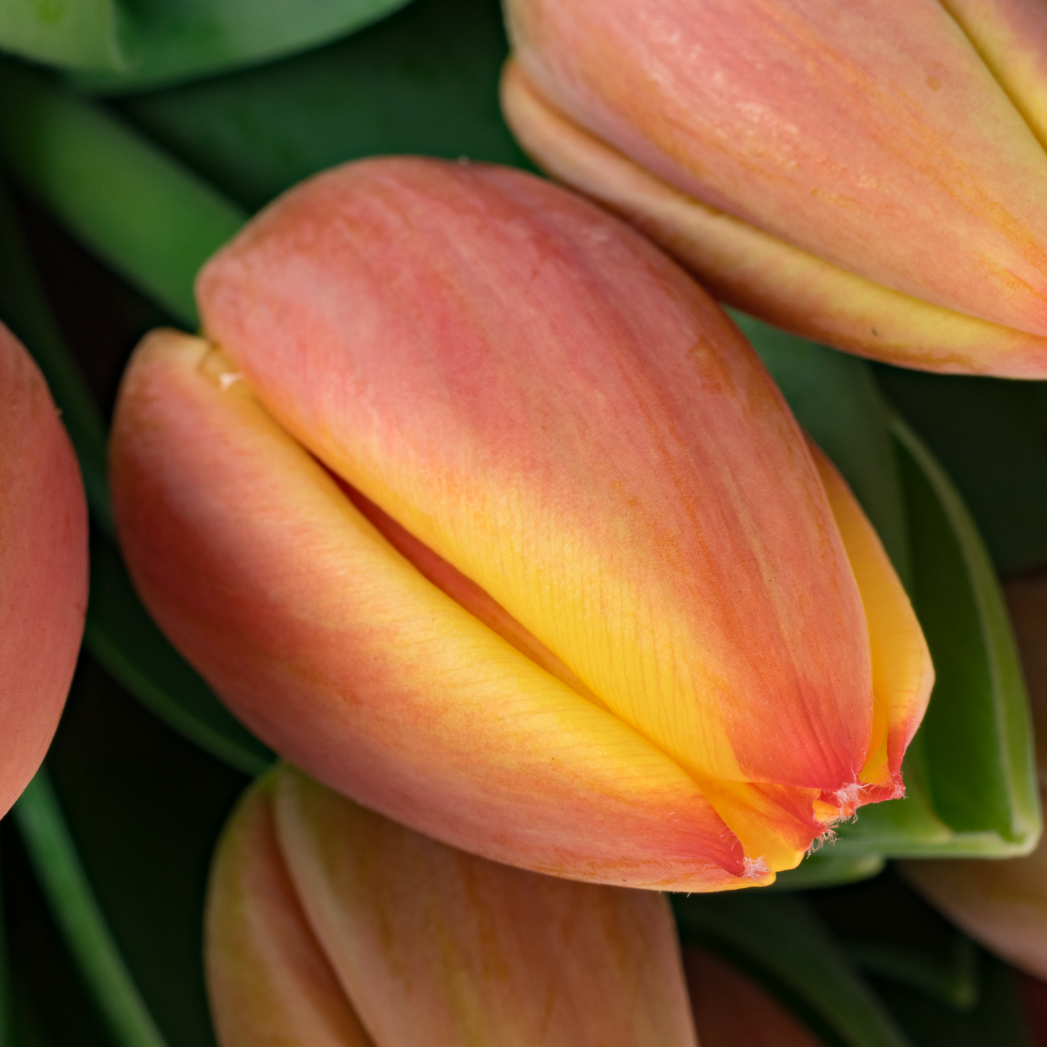 Tulpe orange/gelb Royal Ad Rem 40 Gramm