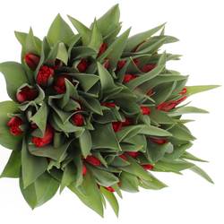 Tulpe rot Toproy 28 Gramm