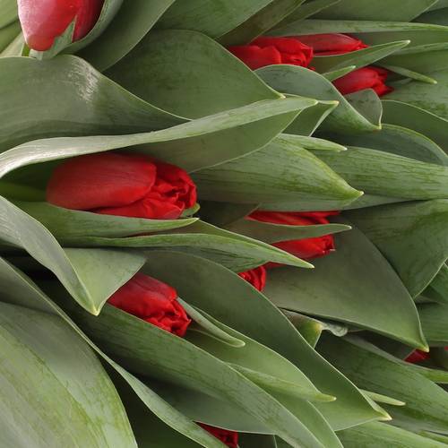 Tulpe rot Toproy 28 Gramm