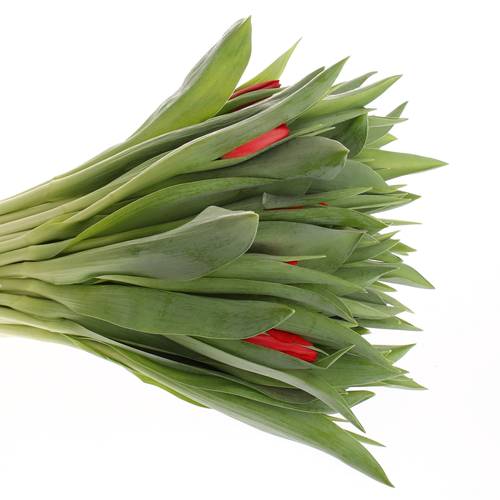 Tulpe rot Toproy 28 Gramm