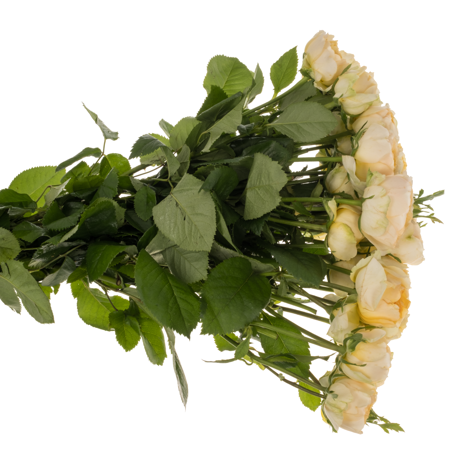Rose verzweigt hell gelb Silva Sunny 3+Blüte 50cm