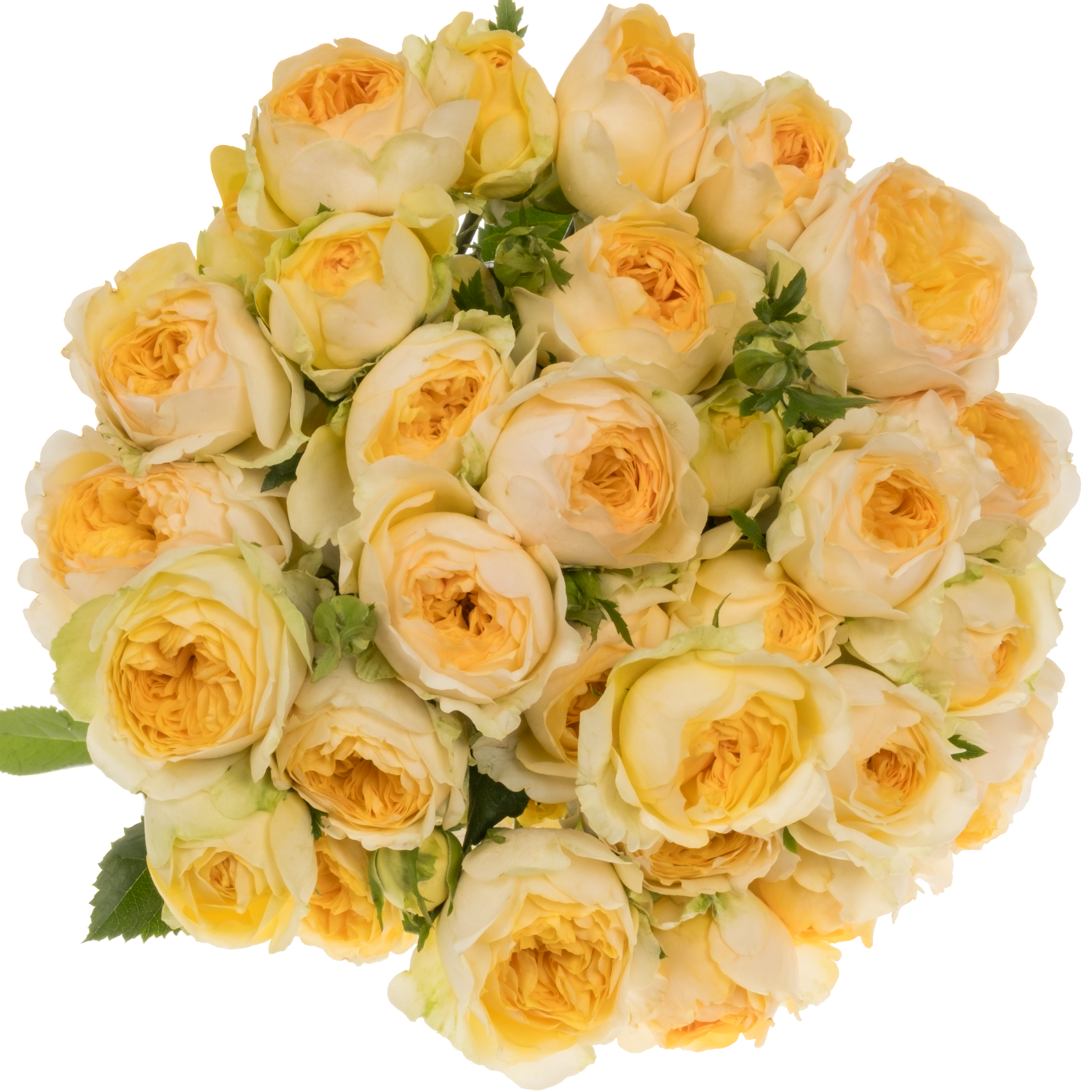 Rose verzweigt hell gelb Silva Sunny 3+Blüte 50cm