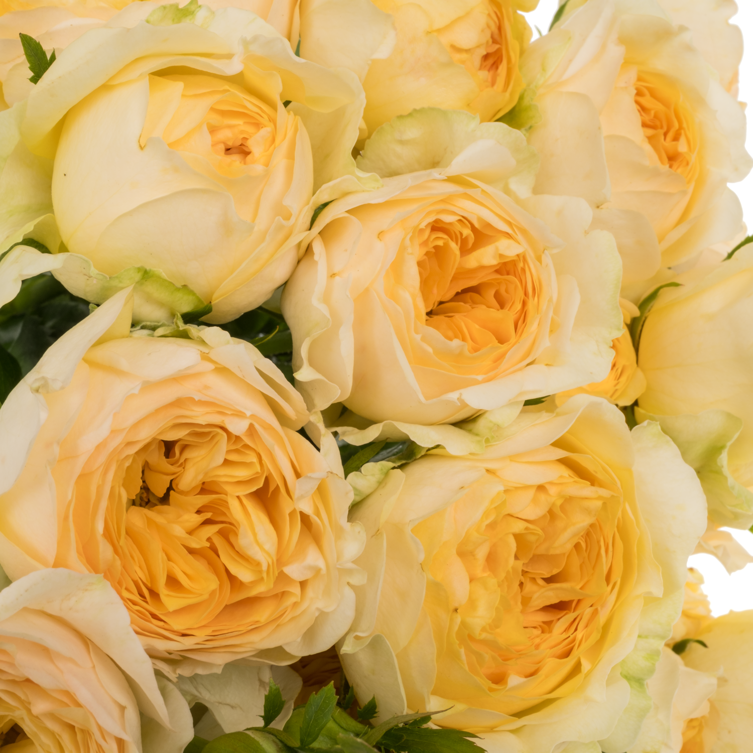 Rose verzweigt hell gelb Silva Sunny 3+Blüte 50cm