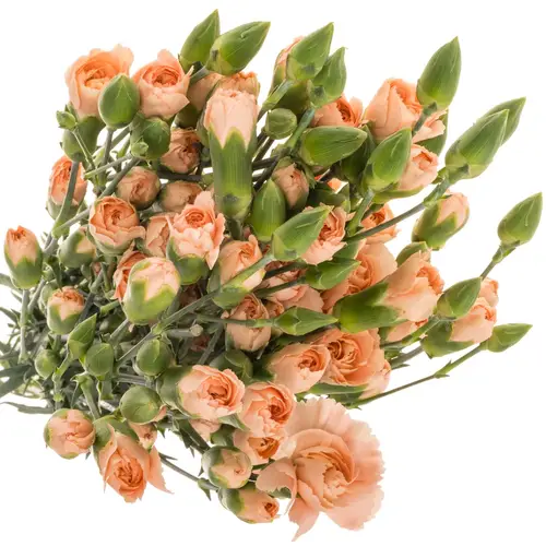 Spraynelke apricot Hamada 65cm
