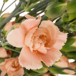 Spraynelke apricot Hamada 65cm