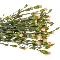 Spraynelke apricot Hamada 65cm