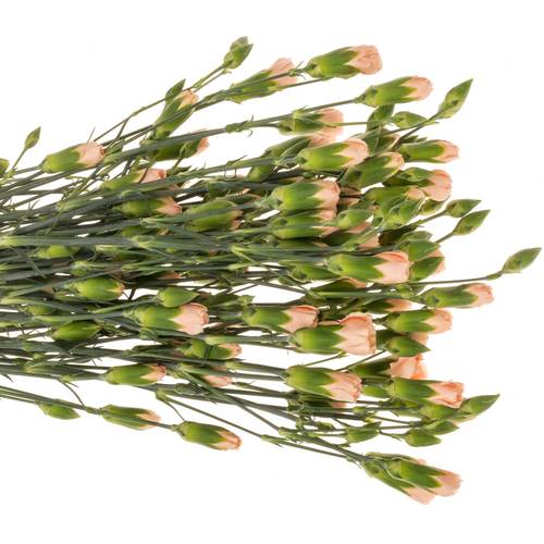 Spraynelke apricot Hamada 65cm