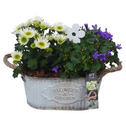 Garten.Arr PTSO6004 T24 H025