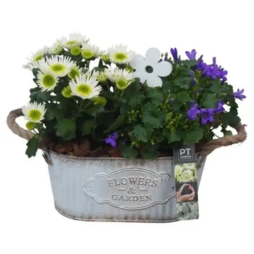 Garten.Arr PTSO6004 T24 H025