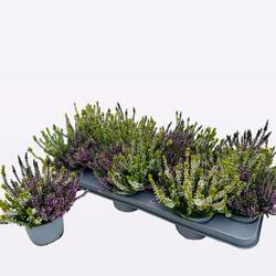 Calluna creme/lila vulgaris T10,5 H017