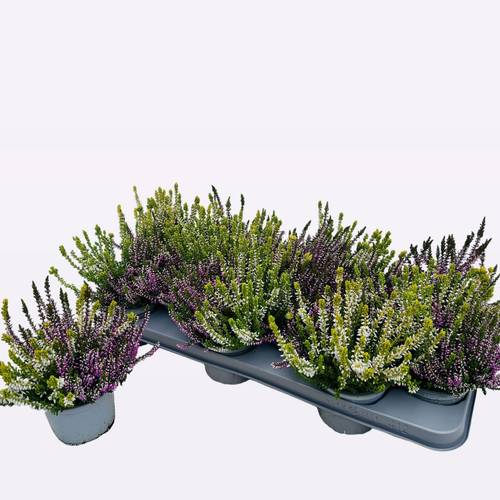 Calluna creme/lila vulgaris T10,5 H017