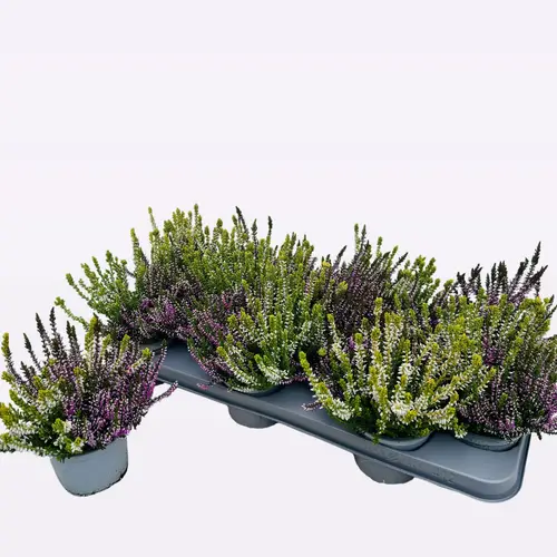 Calluna creme/lila vulgaris Schn. Von Uhr T10,5 H017