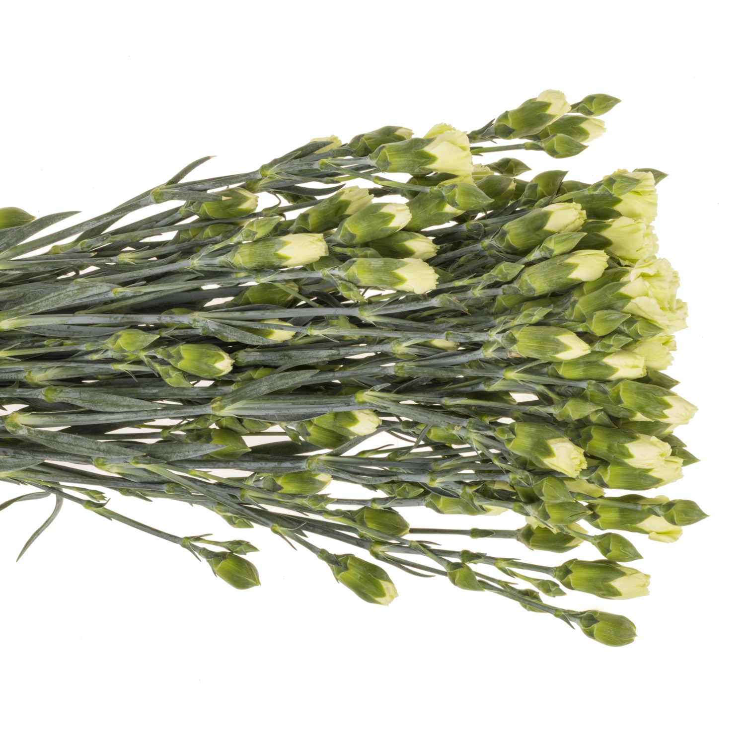 Spraynelke grün Payaso 60cm X20