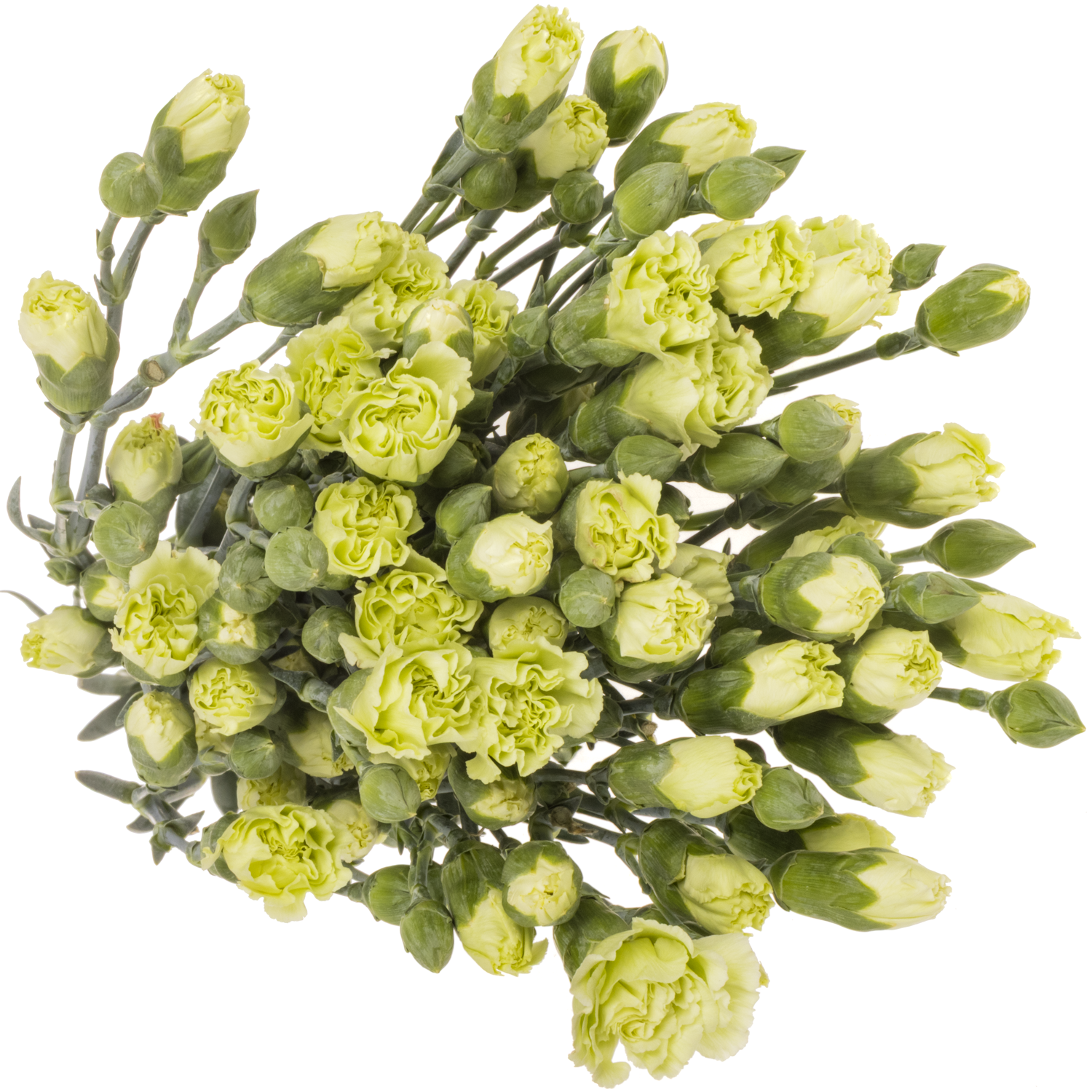 Spraynelke grün Payaso 60cm X20