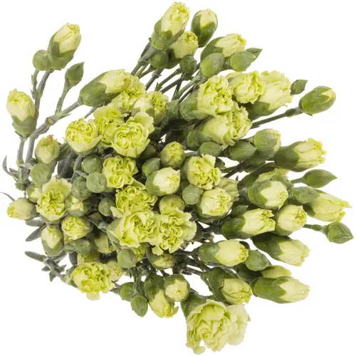 Spraynelke grün Payaso 60cm X20