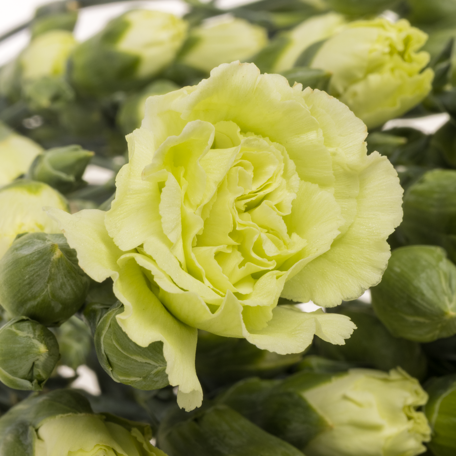 Spraynelke grün Payaso 60cm X20