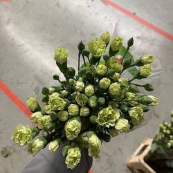 Spraynelke grün Payaso 60cm X20