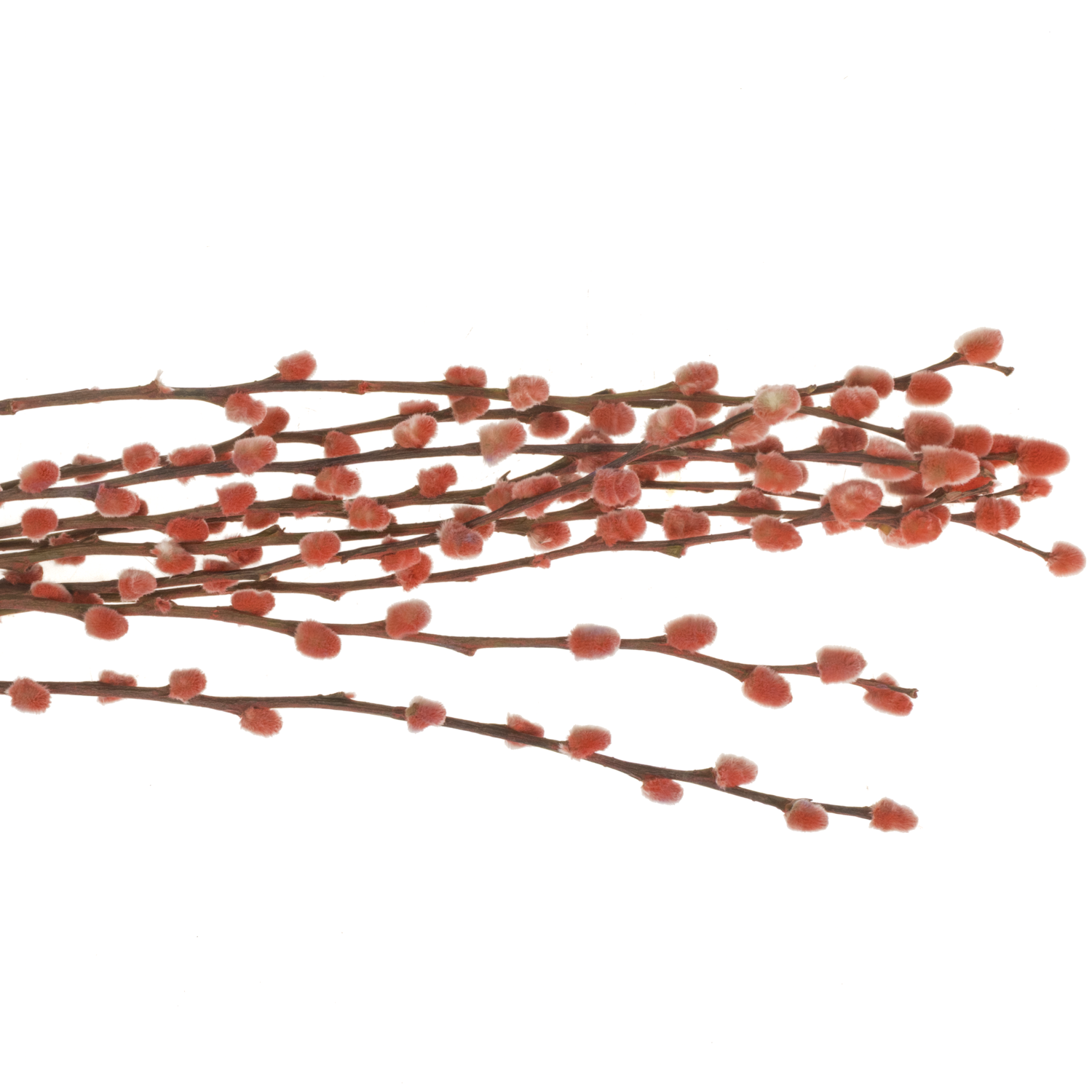 Kätzchen rot gefärbt vip 70cm