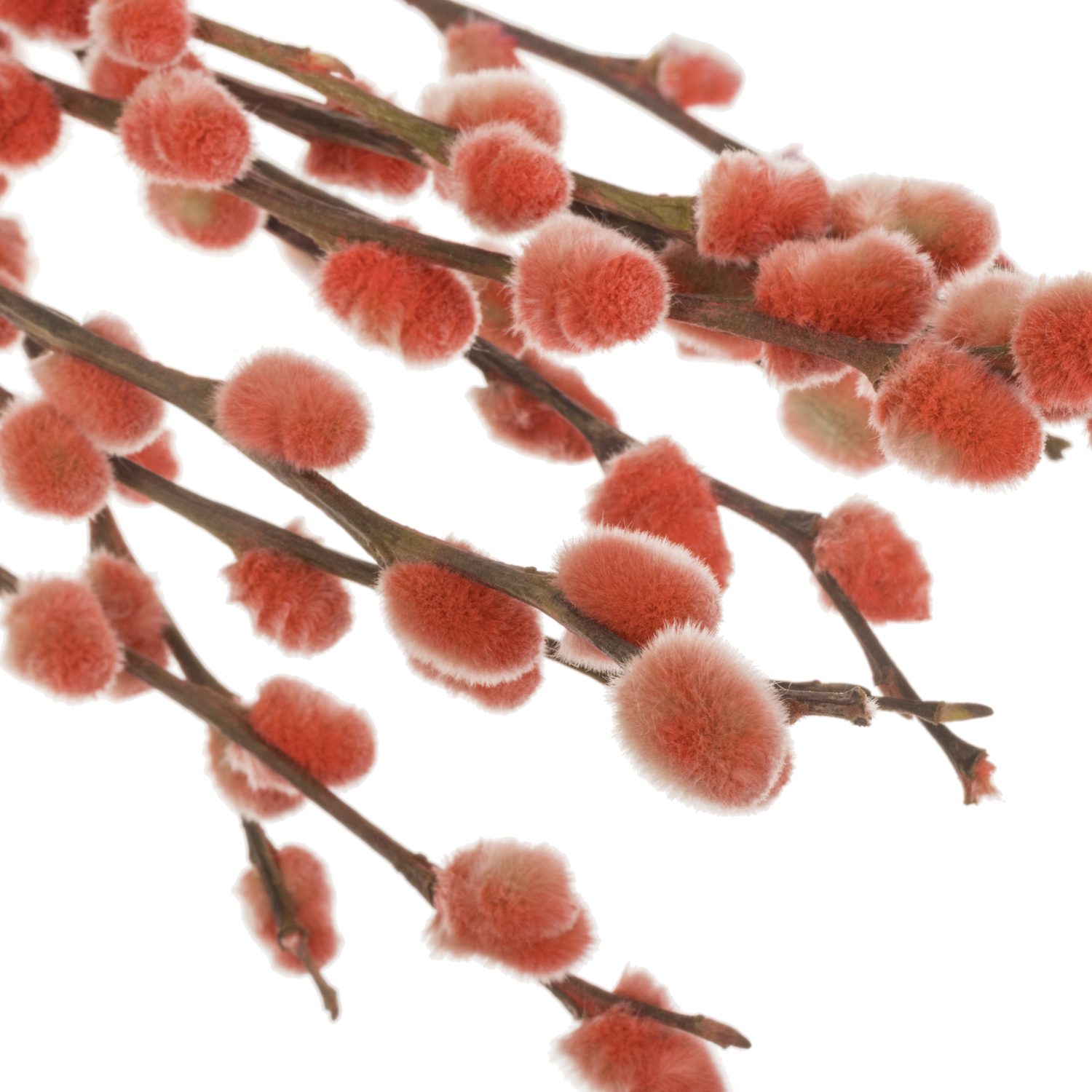 Kätzchen rot gefärbt vip 70cm