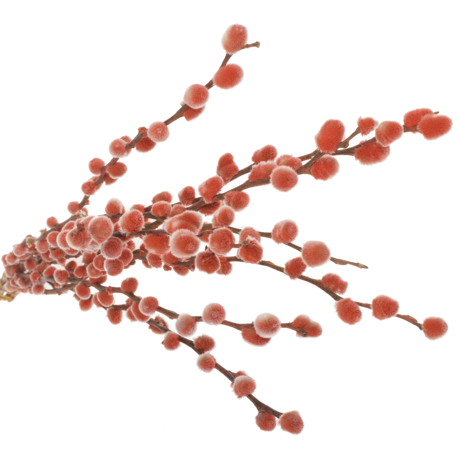 Kätzchen rot gefärbt vip 70cm