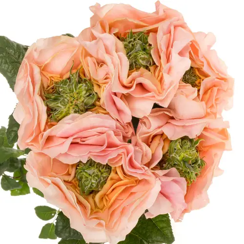 Rose rosa Magic Affairs 40cm