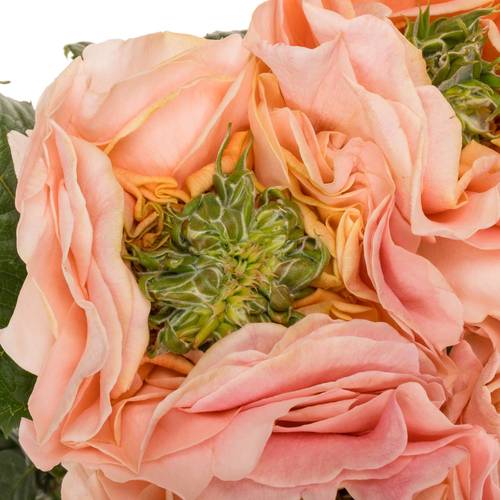 Rose rosa Magic Affairs 40cm