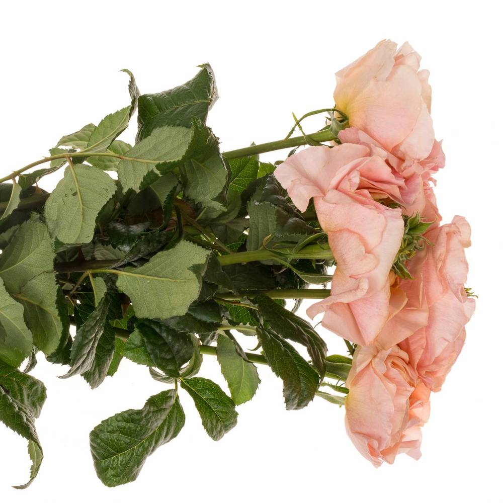 Rose rosa Magic Affairs 40cm