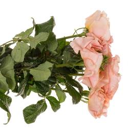Rose rosa Magic Affairs 40cm