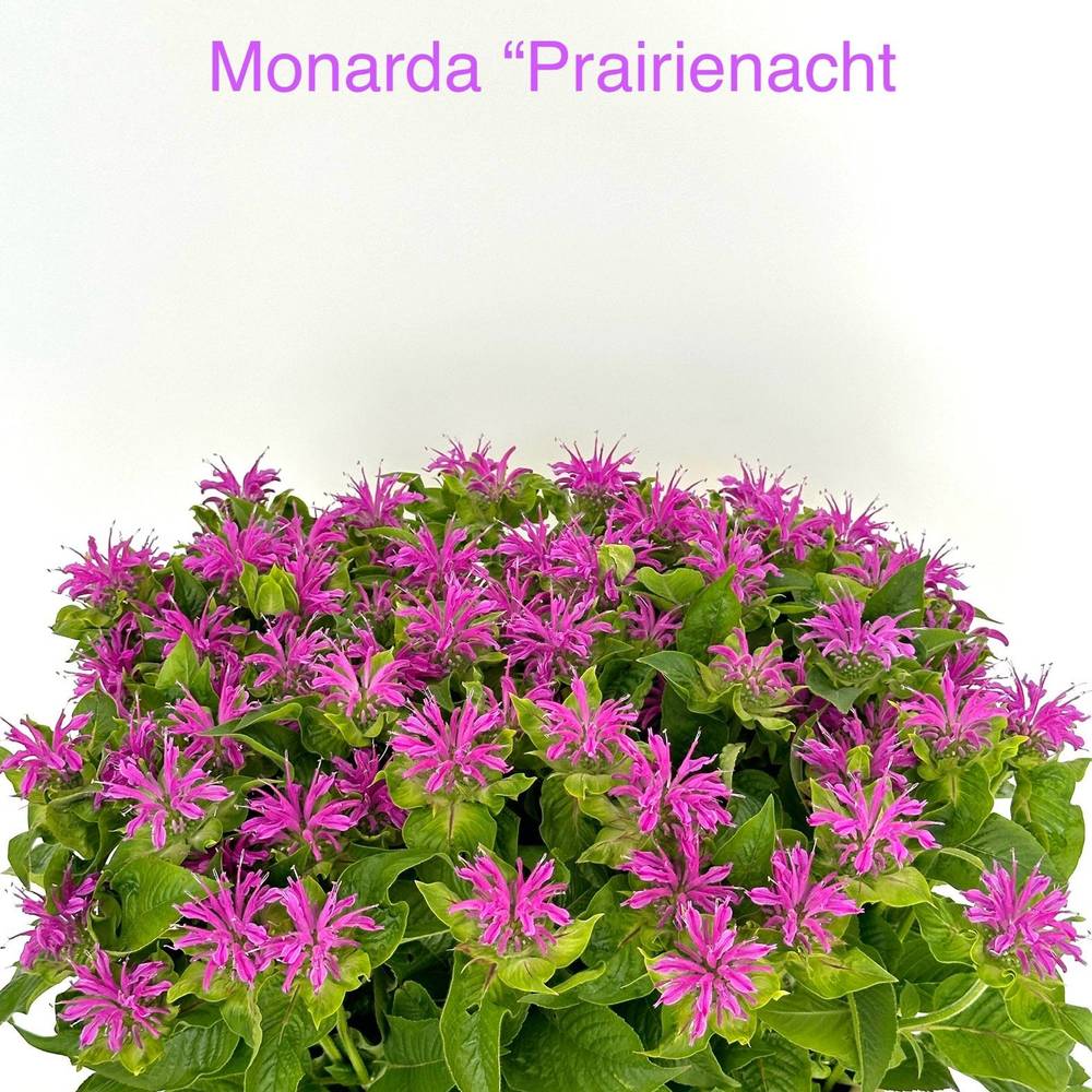 Monarda lila 70cm