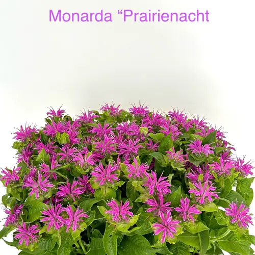 Monarda lila 70cm