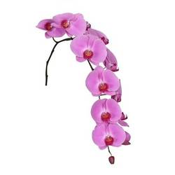 Phalaenopsis lila Valentina 80cm 10 Bis 14 Blüte