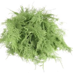 Plumoses mint grün gefärbt 40cm