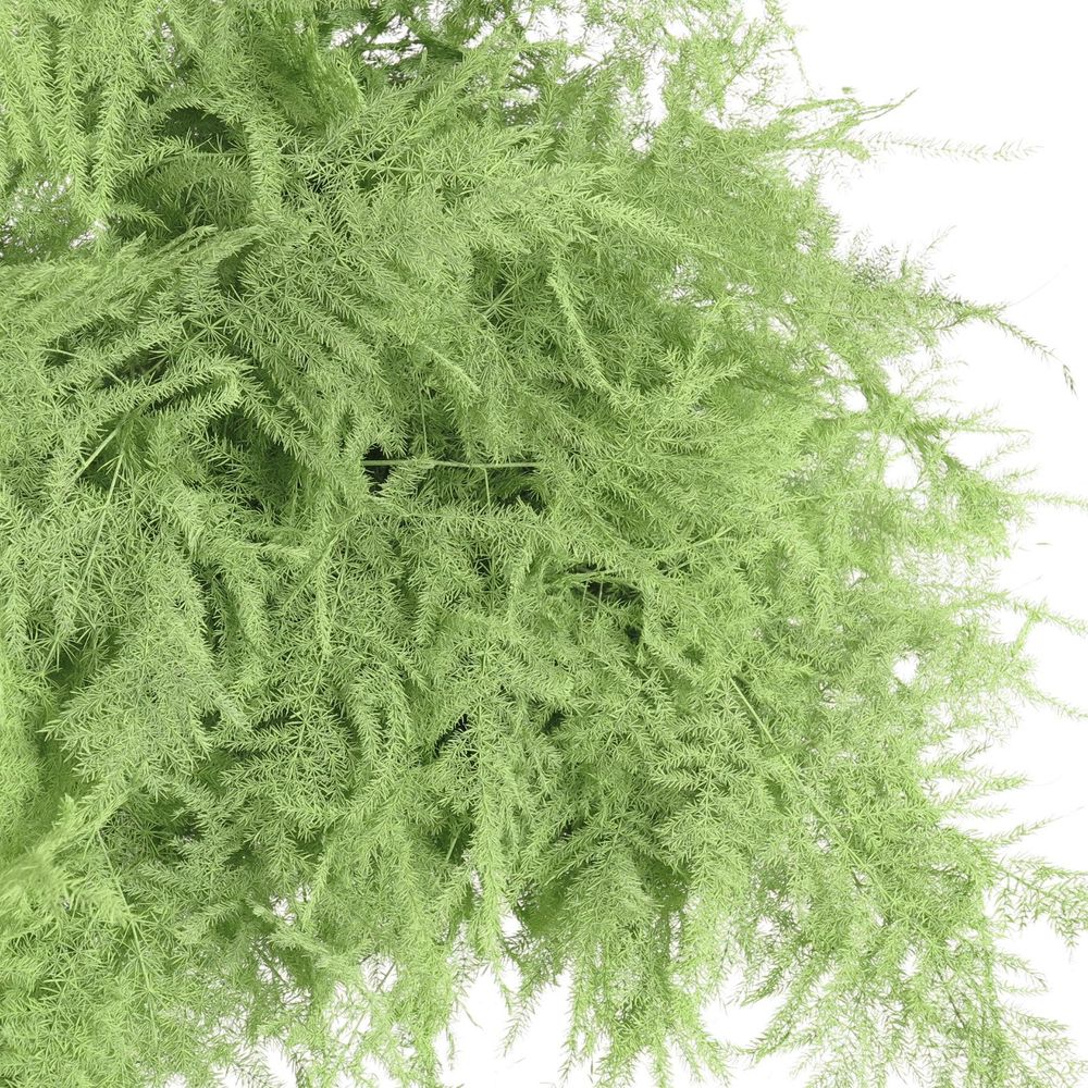 Plumoses mint grün gefärbt 40cm