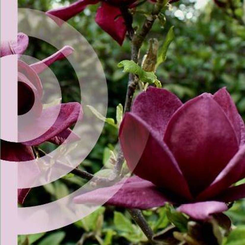 Magnolia Genie T19 H060