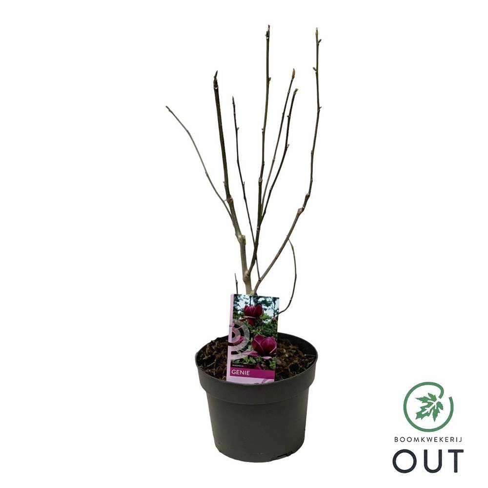 Magnolia Genie T19 H060