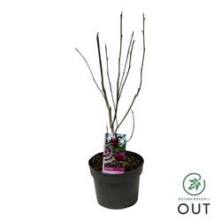 Magnolia Genie T19 H060
