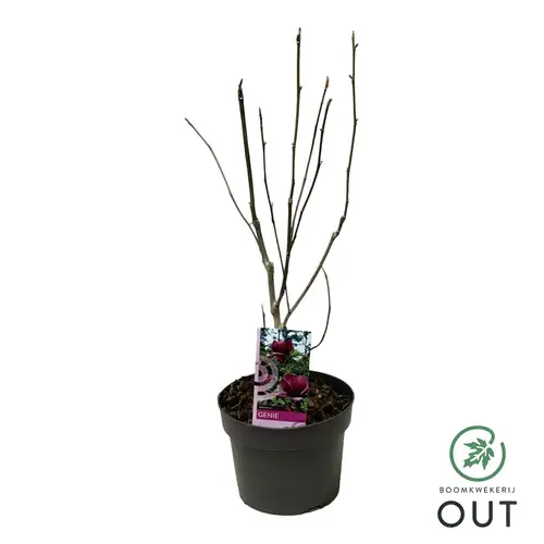 Magnolia Genie T19 H060