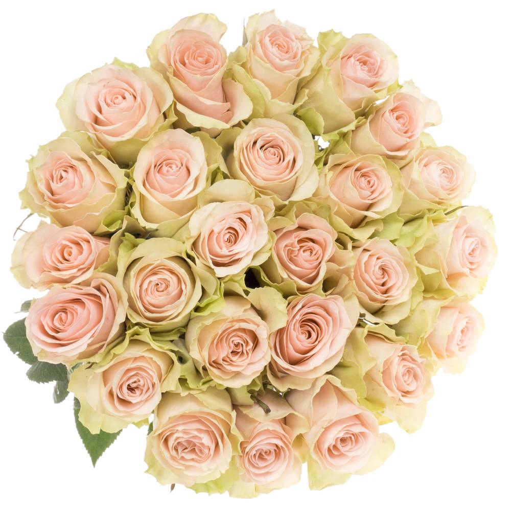 Rose creme/rosa Frutteto (Ec) 70cm