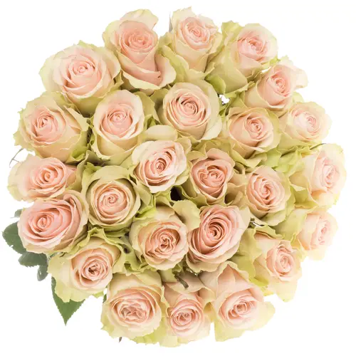 Rose creme/rosa Frutteto (Ec) 70cm