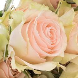 Rose creme/rosa Frutteto (Ec) 70cm