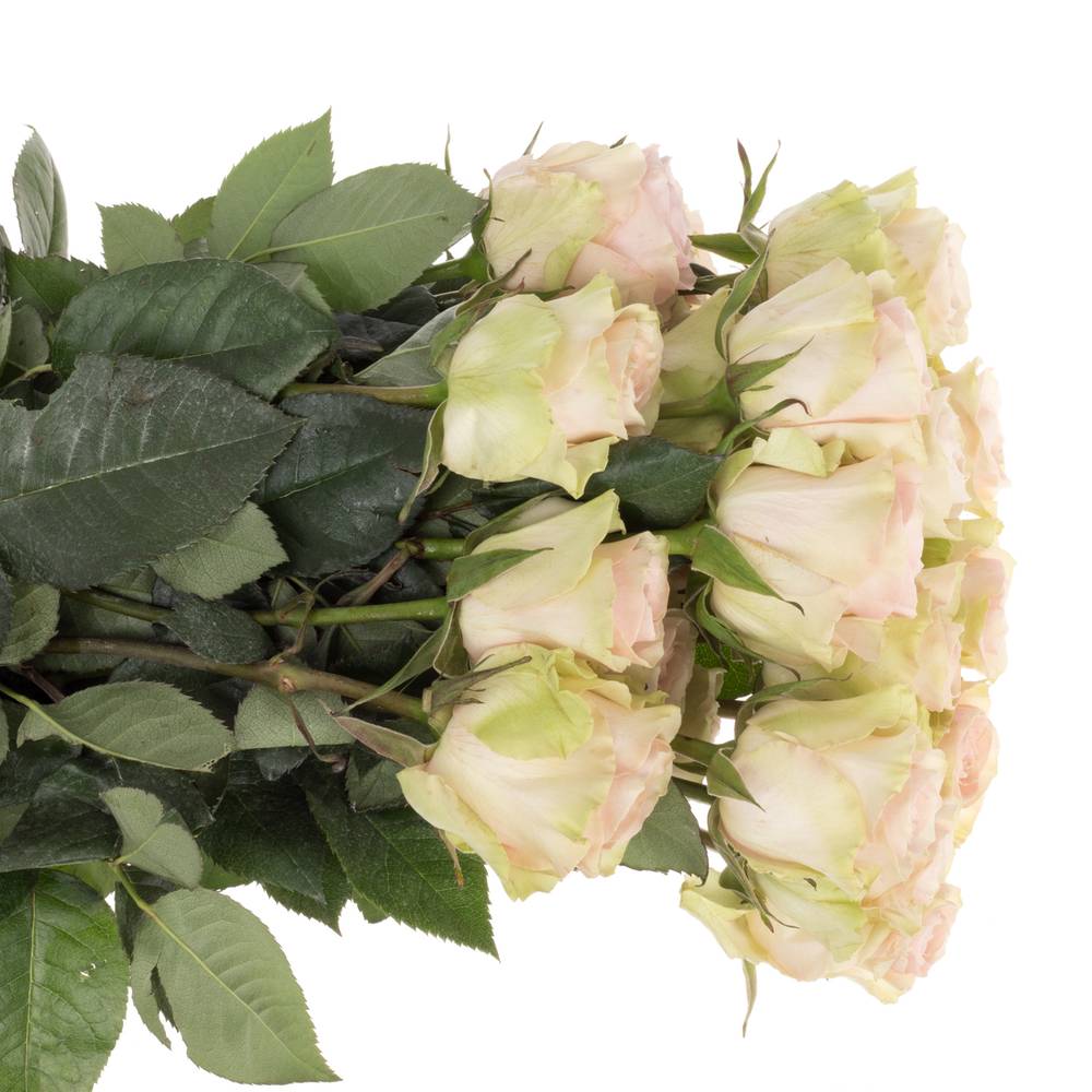 Rose creme/rosa Frutteto (Ec) 70cm