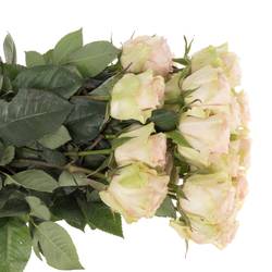 Rose creme/rosa Frutteto (Ec) 70cm