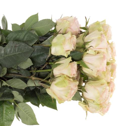 Rose creme/rosa Frutteto (Ec) 70cm