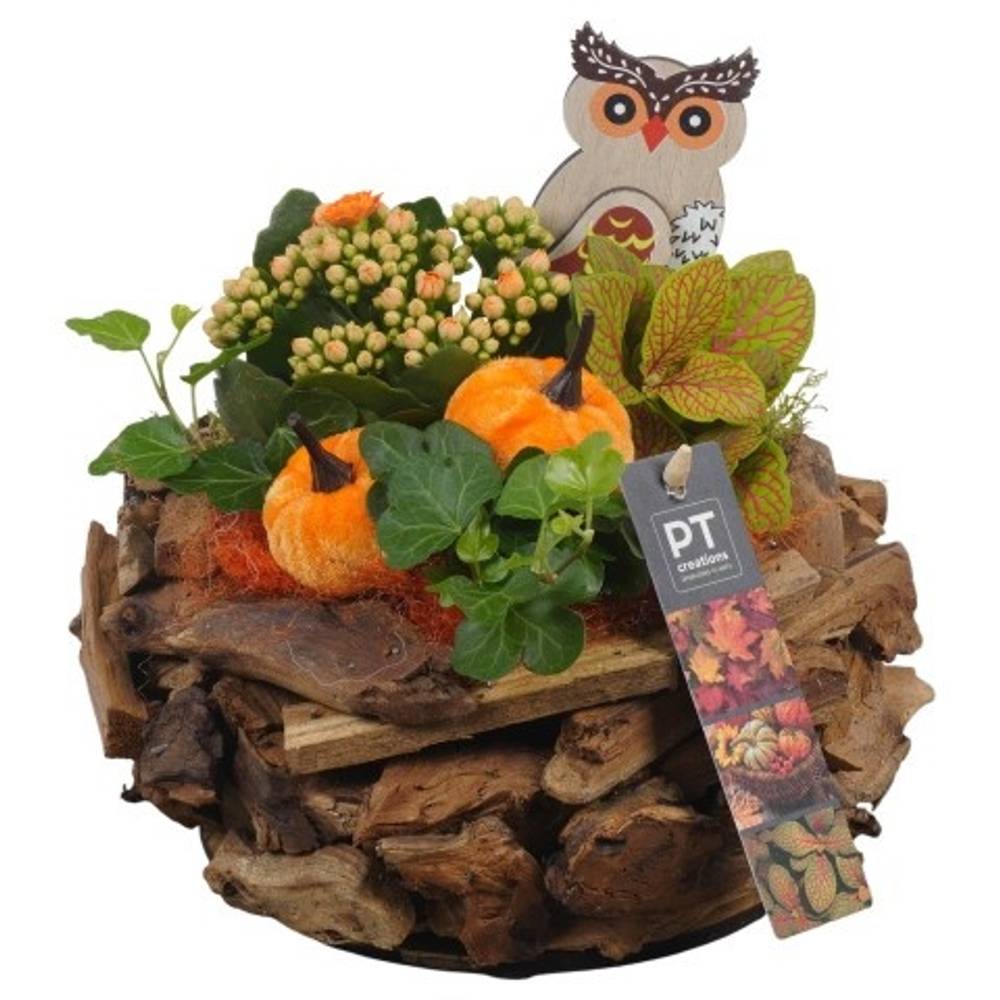 Kal.Arr PTHI5479 Herbst T21 H020