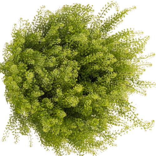 Thlaspi grün Green Dragon 50Gramm 80cm