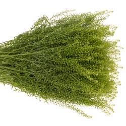 Thlaspi grün Green Dragon 50Gramm 80cm