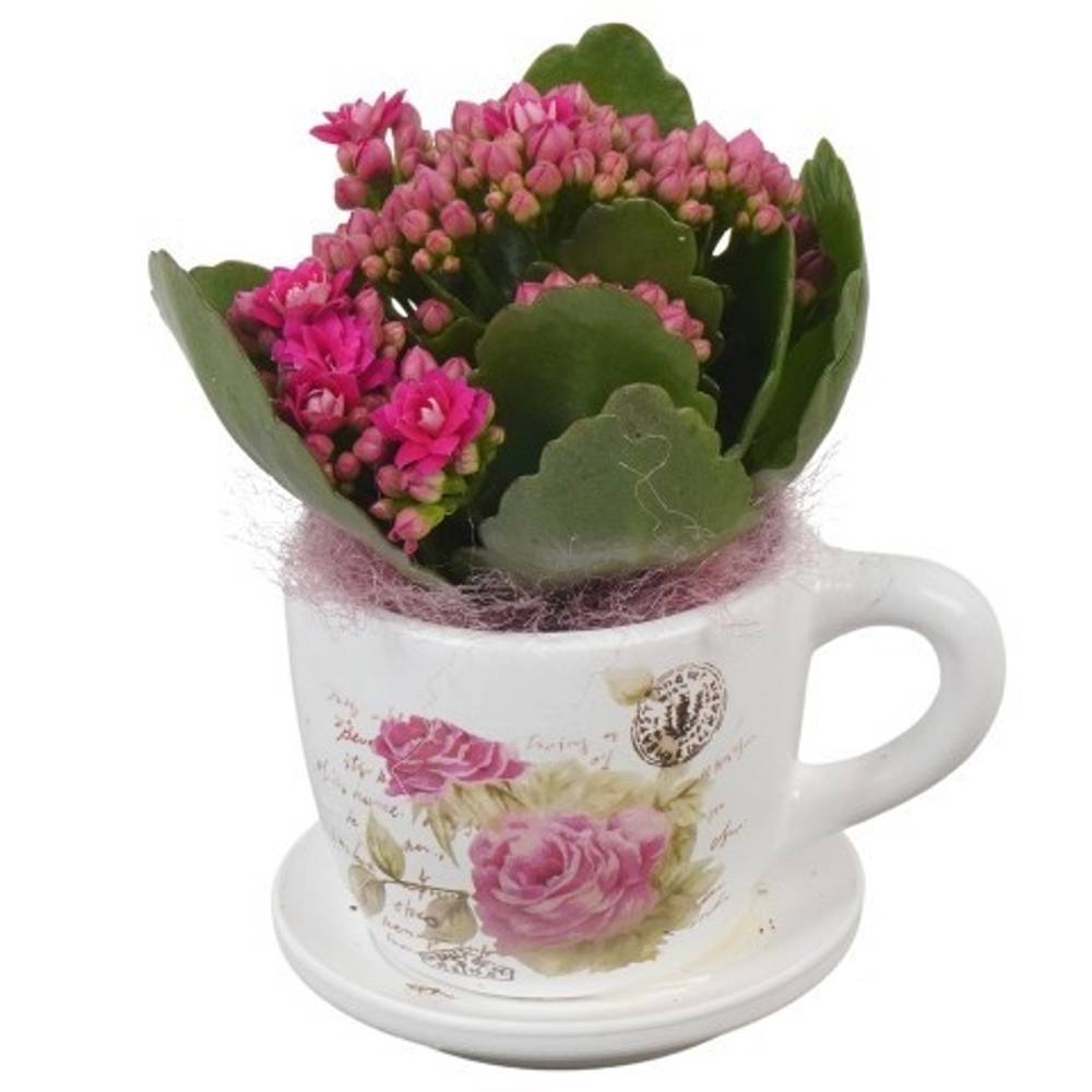 Kal.Arr PTVMB2260 T08 H013