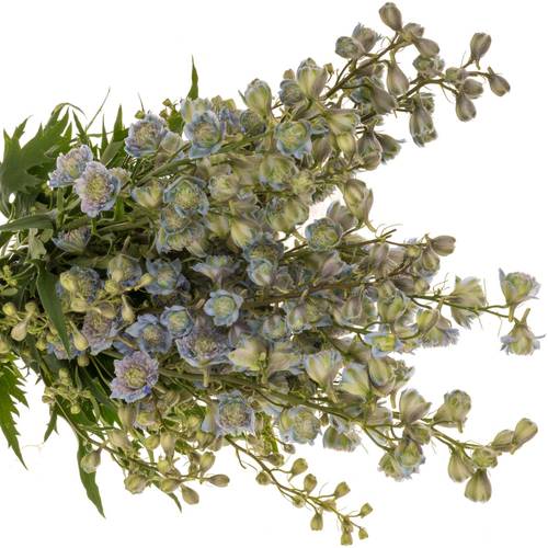 Delphinium blau / grün Rainbow sensation 70cm