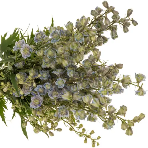 Delphinium blau / grün Rainbow sensation 70cm